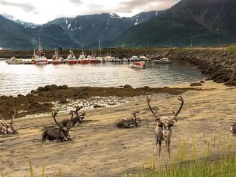 Groupe de rennes avec bois se reposant sur une plage de sable près d'un port de fjord norvégien. Montagnes et bateaux de pêche visibles.