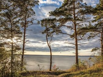 Vue sur la mer Baltique à travers les pins sur l'île d'Usedom. De hauts pins encadrent l'eau calme sous un ciel nuageux avec de l'herbe dorée au premier plan.