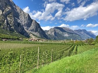 Rangées de vignes dans les vignobles près du lac de Garde avec des falaises calcaires spectaculaires et des montagnes en arrière-plan sous un ciel bleu nuageux.