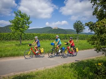 Cyclistes dans la vallée du Rhin avec château Trois cyclistes avec casques et sacoches roulent sur un chemin pavé à travers les vignobles de la vallée du Rhin, château visible.