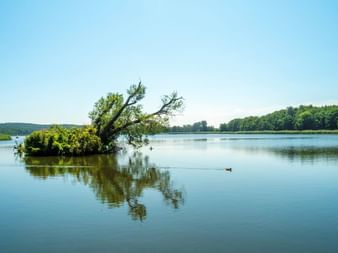 Lac Koelpinsee sur l'île d'Usedom Lac Koelpinsee paisible sur Usedom avec un arbre solitaire poussant dans l'eau, entouré de rives boisées sous un ciel bleu clair.