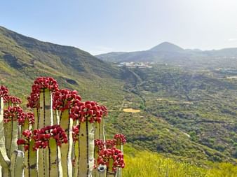 Environs de Santiago del Teide, Tenerife