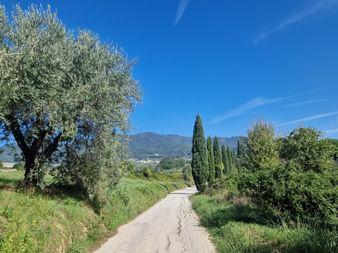 Chemin cyclable étroit en Toscane bordé d'oliviers et de cyprès, avec des collines vertes et un ciel bleu en arrière-plan.