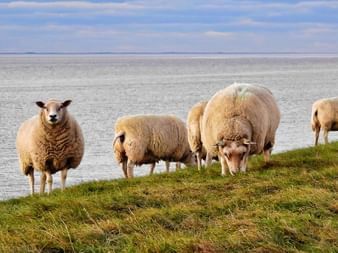 Cinq moutons laineux paissent sur l'herbe verte près d'une grande étendue d'eau en Hollande septentrionale sous un ciel bleu nuageux.