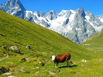 Vache brune et blanche broutant dans un pré alpin vert avec le massif du Mont Blanc enneigé en arrière-plan sous un ciel bleu.