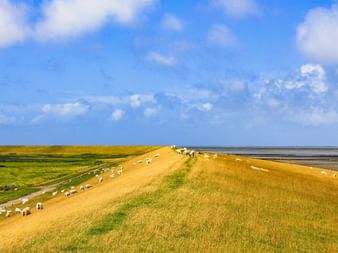 Moutons paissant sur une digue herbeuse le long de la côte de la mer du Nord entre Sylt et Hambourg. Herbe dorée couvre la pente.