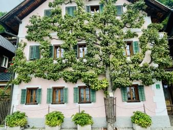Maison autrichienne rose avec volets verts et arbre grimpant devant. Architecture alpine traditionnelle avec toit en bois à Hallstatt.