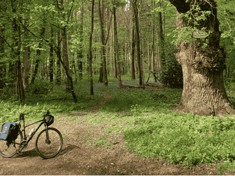 Vélo de randonnée avec sacoches garé sur un sentier forestier. Forêt verdoyante dense avec grands arbres et tronc de chêne à droite.