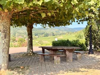 Table de pique-nique en bois avec bancs sous des platanes surplombant les vignobles d'Alsace. Collines et paysage verdoyant en arrière-plan.