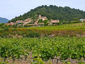 mont-ventoux-gigondas-vaucluse-cote-du-rohne-provence