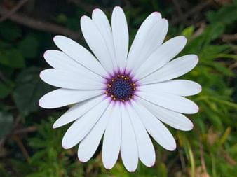 Madère, fleur