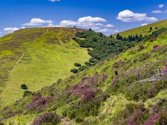 Collines verdoyantes en Auvergne avec bruyère violette au premier plan. Clôture en bois visible sur la pente. Ciel bleu avec nuages blancs.