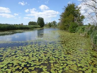 Voie d'eau paisible couverte de nénuphars verts, entourée d'une végétation luxuriante et d'arbres sous un ciel bleu avec des nuages blancs.