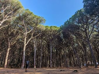 Ballade dans la pinède de la Réserve naturelle Tomboli di Cecina