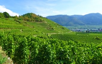 Vue des vignobles de la Wachau