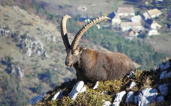 Bouquetin dans le Vercors