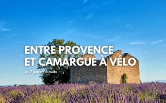 Anciennes ruines en pierre avec un arbre au sommet, entourées de champs de lavande violette en fleurs sous un ciel bleu en Provence.