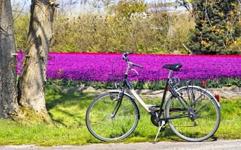 Vélo devant un champ de tulipes en fleur