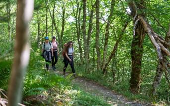 Trois randonneurs avec sacs à dos sur un sentier forestier dans les Hautes Vosges. Feuillage vert dense et grands arbres entourent le chemin.