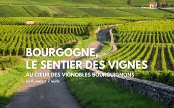 Randonnée clé en main en Bourgogne. Vue du vignoble de Pommard.