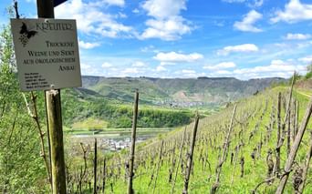 Vignoble d'Anbau