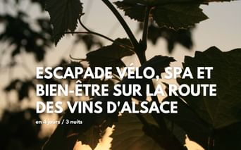 Gros plan à contre jour sur des vignes