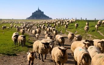 gr34-mont-saint-michel-sentier-douanier-bretagne-campagne-moutons