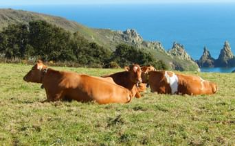 vache-guernesey-ile-anglo-normandes