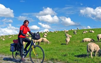 Cycliste pédalant auprès des moutons en Frise orientale