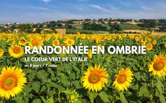 Paysage d'Ombrie, champ de tournesol