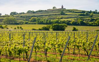 Vignoble de la vallée du Rhin avec colline Rangées de vignes au premier plan avec colline en terrasses dans la vallée du Rhin. Vignes vertes sur poteaux, collines avec monument.