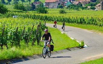 Cyclistes sur la route des vins d'Alsace