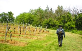 Personne avec sac à dos marchant sur sentier herbeux à travers vignoble bordelais avec vignes dormantes et poteaux en bois.