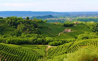 Vignobles proches de Trévise