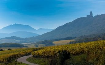Vue de la route des vins d'Alsace et des Vosges