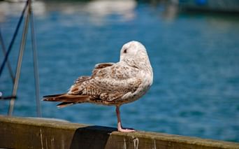 Mouette sur fond de mer baltique