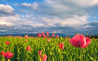 Champs de coquelicot entre Salzbourg et Vienne
