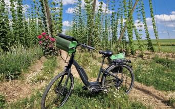 A vélo dans les houblonnières alsaciennes