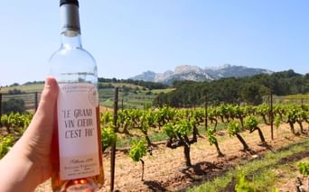 vin-vaucluse-cote-du-rohne-provence