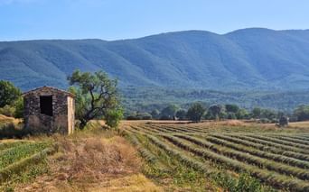 luberon-randonnee-ville-gordes-champs
