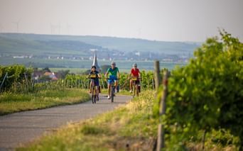 A vélo dans les vignobles allemands