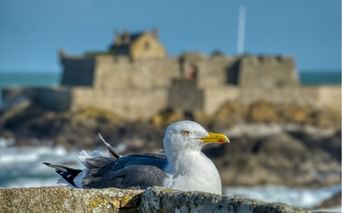 Mouette à Saint-Malo