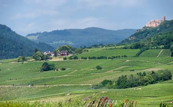 Vignoble au dessus de Ribeauvillé