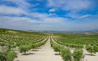 Oliveraie près de Lucena en Andalousie