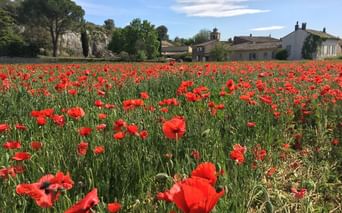 Paysage de Provence