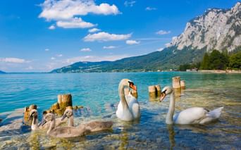 Cygnes sur l'Attersee