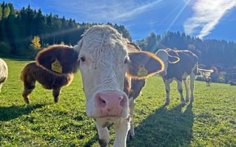 Vaches sur le Mirnock