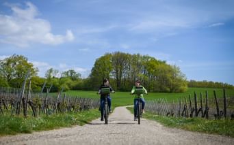 A vélo dans les vignobles de Cleebourg