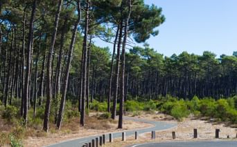 Piste cyclable serpentant dans une pinède de la côte Atlantique française