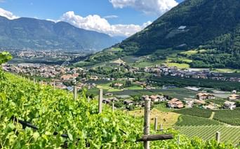 Vignobles à Merano